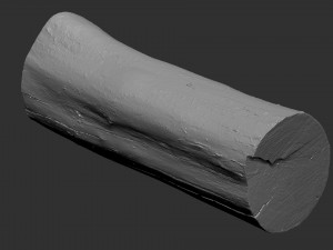 Tree trunk 3d scan highpoly 3D Model