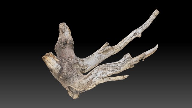 Tree Root 3D Scan in highpoly 3D Model .c4d .max .obj .3ds .fbx .stl .blend 