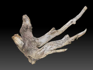 Varredura 3D da raiz da &aacute;rvore em highpoly Modelo 3D