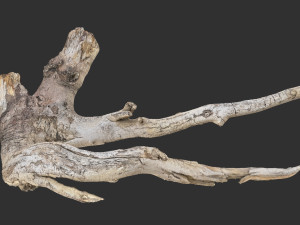 Tree Root 3D Scan in highpoly 3D Model