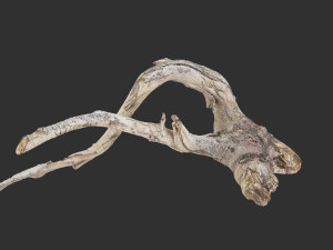 Tree Root 3D Scan in highpoly 3D Model