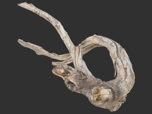 Tree Root 3D Scan in highpoly 3D Model