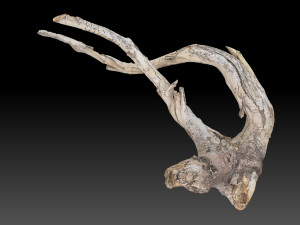 Tree Root 3D Scan in highpoly 3D Model
