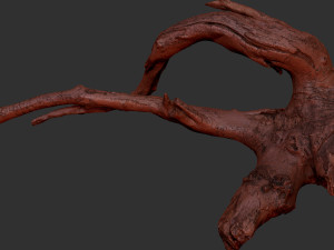 Tree Root 3D Scan in highpoly 3D Model