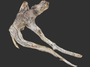 Tree Root 3D Scan in highpoly 3D Model