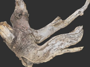 Tree Root 3D Scan in highpoly 3D Model