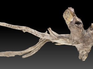 Tree Root 3D Scan in highpoly 3D Model