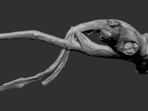 Tree Root 3D Scan in highpoly 3D Model