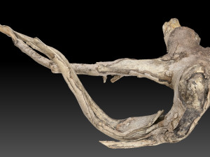 Tree Root 3D Scan in highpoly 3D Model