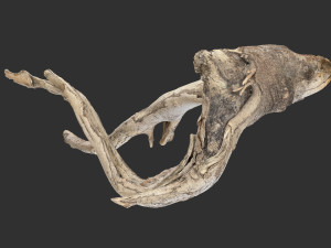 Tree Root 3D Scan in highpoly 3D Model