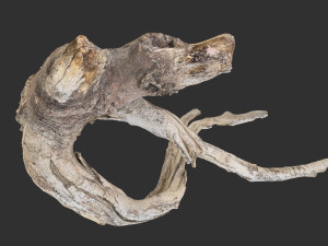 Tree Root 3D Scan in highpoly 3D Model