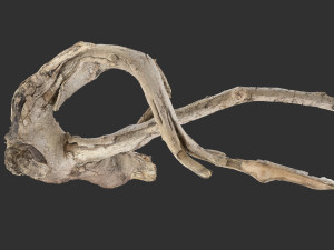 Tree Root 3D Scan in highpoly 3D Model