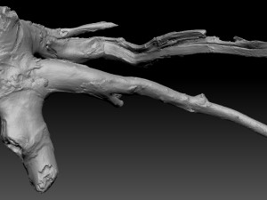 Tree Root 3D Scan in highpoly 3D Model