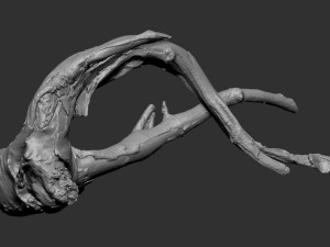 Tree Root 3D Scan in highpoly 3D Model
