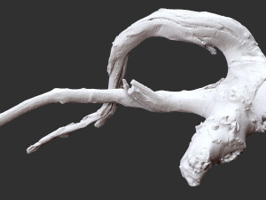 Tree Root 3D Scan in highpoly 3D Model