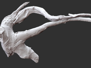 Tree Root 3D Scan in highpoly 3D Model