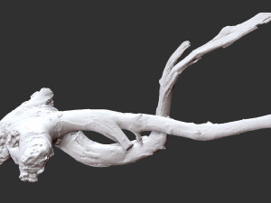 Tree Root 3D Scan in highpoly 3D Model