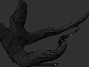 Tree Root 3D Scan in highpoly 3D Model