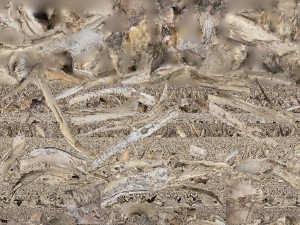 Tree Root 3D Scan in highpoly 3D Model