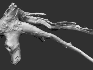 Varredura 3D da raiz da &aacute;rvore em highpoly Modelo 3D