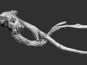 Tree root 3d scan in highpoly 3D Model