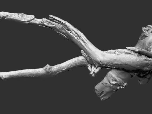 Tree root 3d scan in highpoly 3D Model