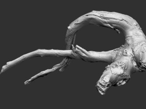 Tree root 3d scan in highpoly 3D Model