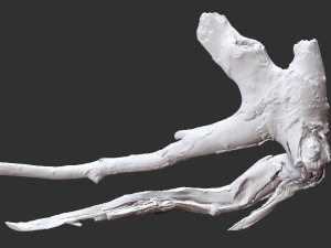 Tree root 3d scan in highpoly 3D Model