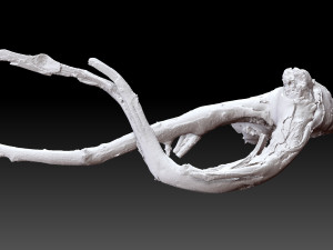 Tree root 3d scan in highpoly 3D Model
