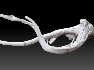 Tree root 3d scan in highpoly 3D Model