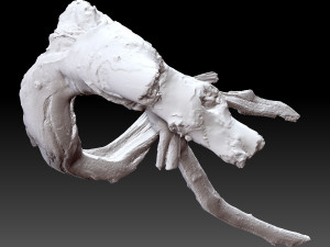 Tree root 3d scan in highpoly 3D Model