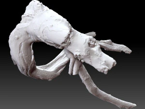 Tree root 3d scan in highpoly 3D Model