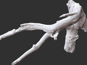 Tree root 3d scan in highpoly 3D Model