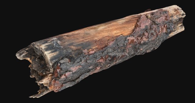 Real World Tree trunk 3d scan in highpoly 3D Model .c4d .max .obj .3ds .fbx .stl .blend 
