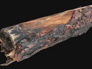 Varredura 3D do tronco da &aacute;rvore do mundo real em highpoly Modelo 3D