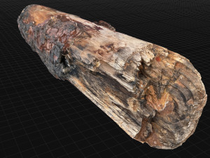 Real World Tree trunk 3d scan in highpoly 3D Model
