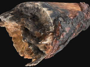 Real World Tree trunk 3d scan in highpoly 3D Model