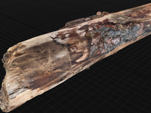 Real World Tree trunk 3d scan in highpoly 3D Model