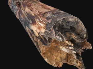Real World Tree trunk 3d scan in highpoly 3D Model