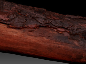 Real World Tree trunk 3d scan in highpoly 3D Model