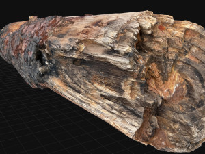 Real World Tree trunk 3d scan in highpoly 3D Model