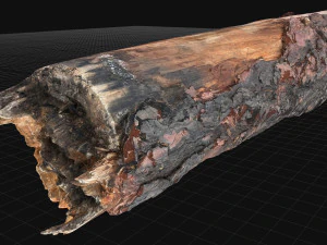 Real World Tree trunk 3d scan in highpoly 3D Model