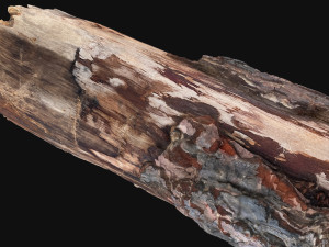 Real World Tree trunk 3d scan in highpoly 3D Model