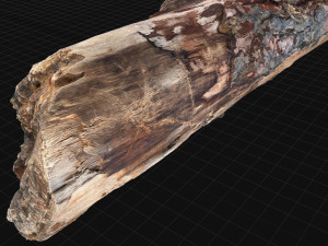 Real World Tree trunk 3d scan in highpoly 3D Model
