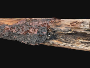 Real World Tree trunk 3d scan in highpoly 3D Model