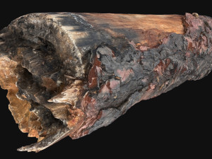 Real World Tree trunk 3d scan in highpoly 3D Model