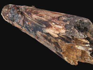 Real World Tree trunk 3d scan in highpoly 3D Model