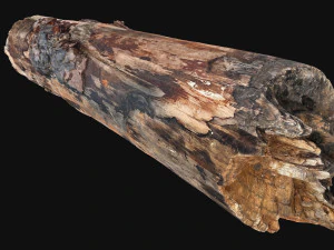 Real World Tree trunk 3d scan in highpoly 3D Model