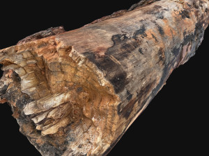 Real World Tree trunk 3d scan in highpoly 3D Model