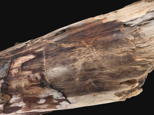 Real World Tree trunk 3d scan in highpoly 3D Model